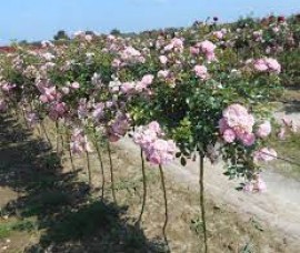 Trandafir copacel Jasnorozowa Rna